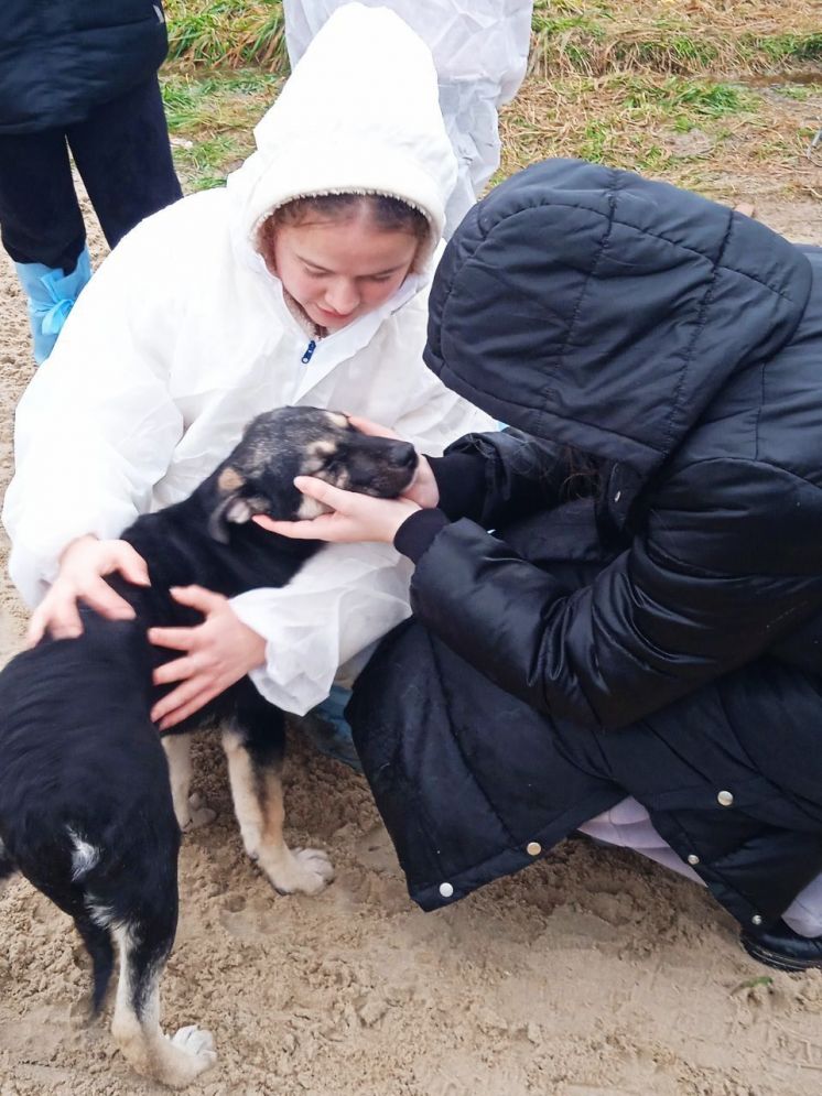 Посещение приюта «Дорога добра»: забота о бездомных животных